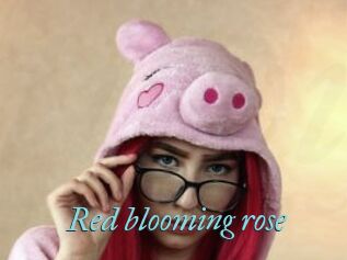 Red_blooming_rose