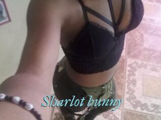 Sharlot_bunny