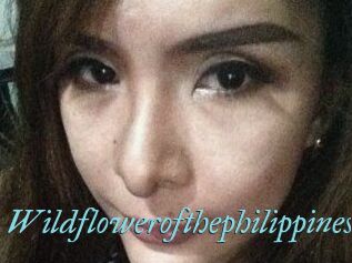 Wildflowerofthephilippines